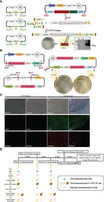 Hemagglutinin expressed by yeast reshapes immune microenvironment and gut microbiota to trigger diverse anti-infection response in infected birds